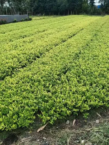 室内健身服颜色